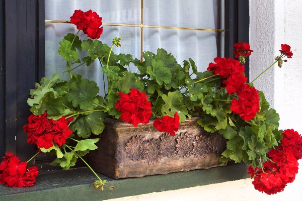 Flower pot Edelweiss MS